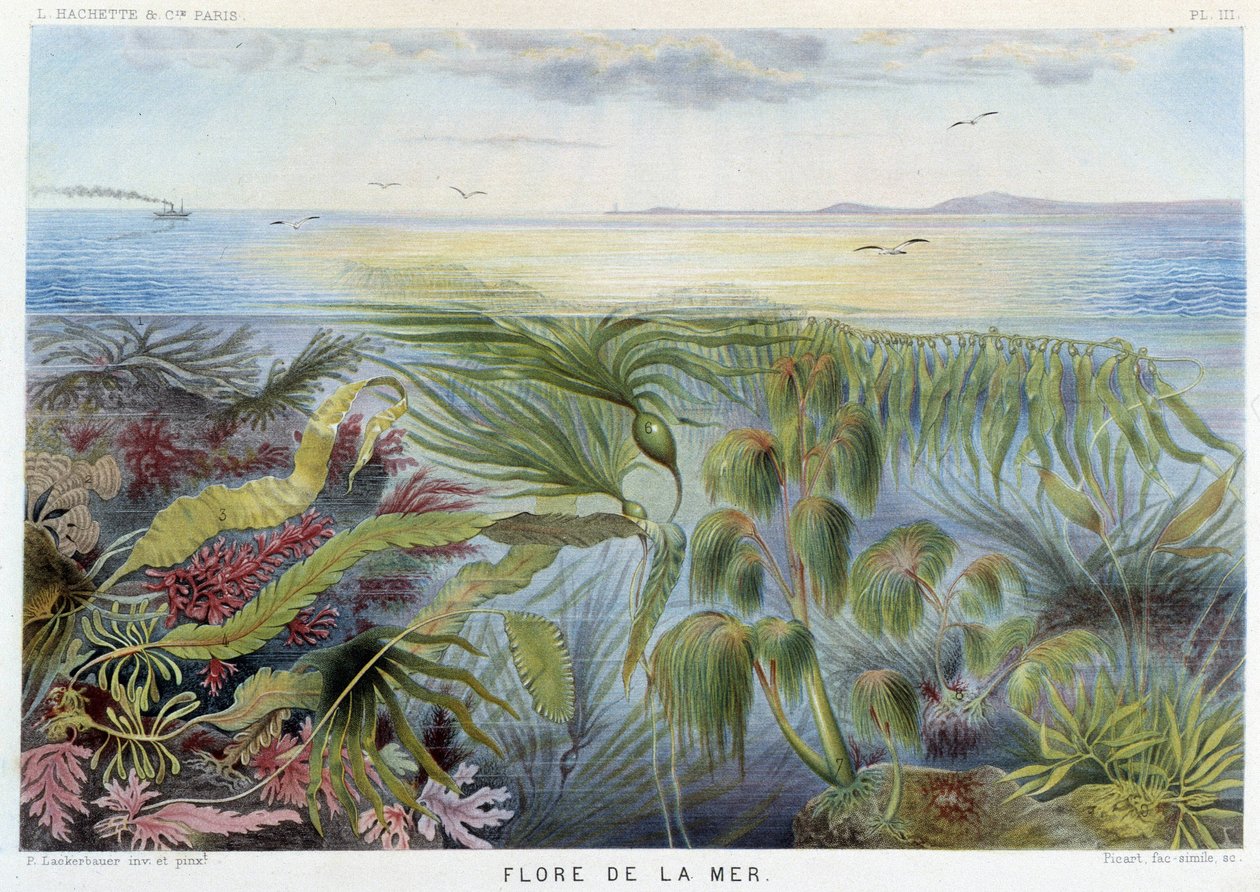Flora des Meeres - in „Le Monde de la Mer“ von Alfred Fredol. ed. Paris, Hachette. von French School