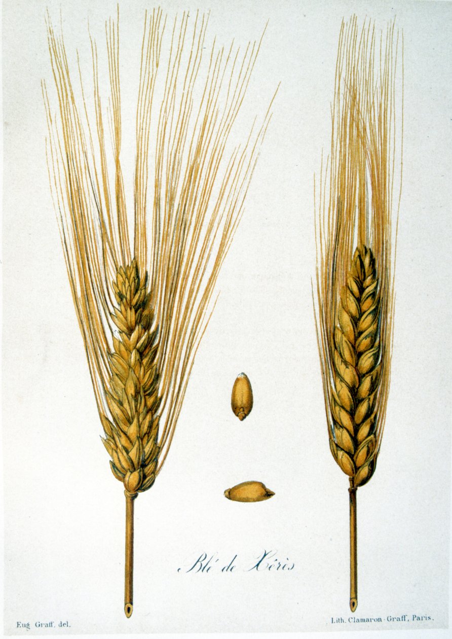 Französische Illustration des 19. Jahrhunderts von Ähren von French School
