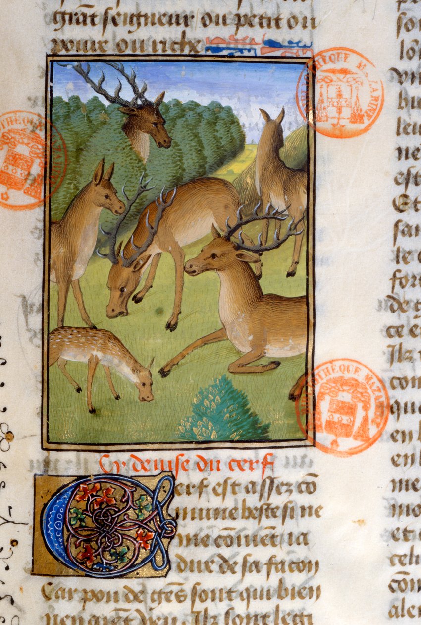 Herde von Hirschen, aus dem Livre de la Chasse von Gaston Phebus de Foix (1331-91) von French School