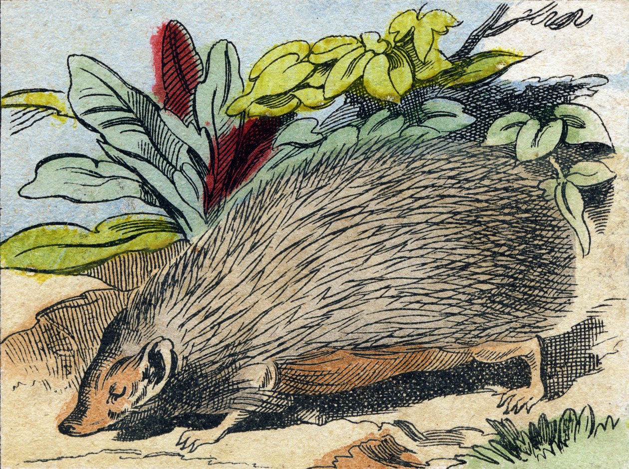 Igel. Gravur in "Buffon Alphabet des Animaux" von French School