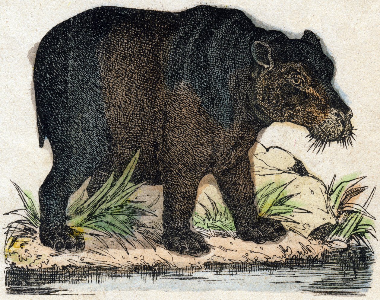 Nilpferd. Gravur in "Alphabet des animaux sauvages". 9. Serie. Bilder von Epinal, Pellerin, Drucker-Verleger, um 1870. Holzschnitte, schabloniert. 16 Seiten. Dim: 20 x 15 cm. Private Sammlung. von French School