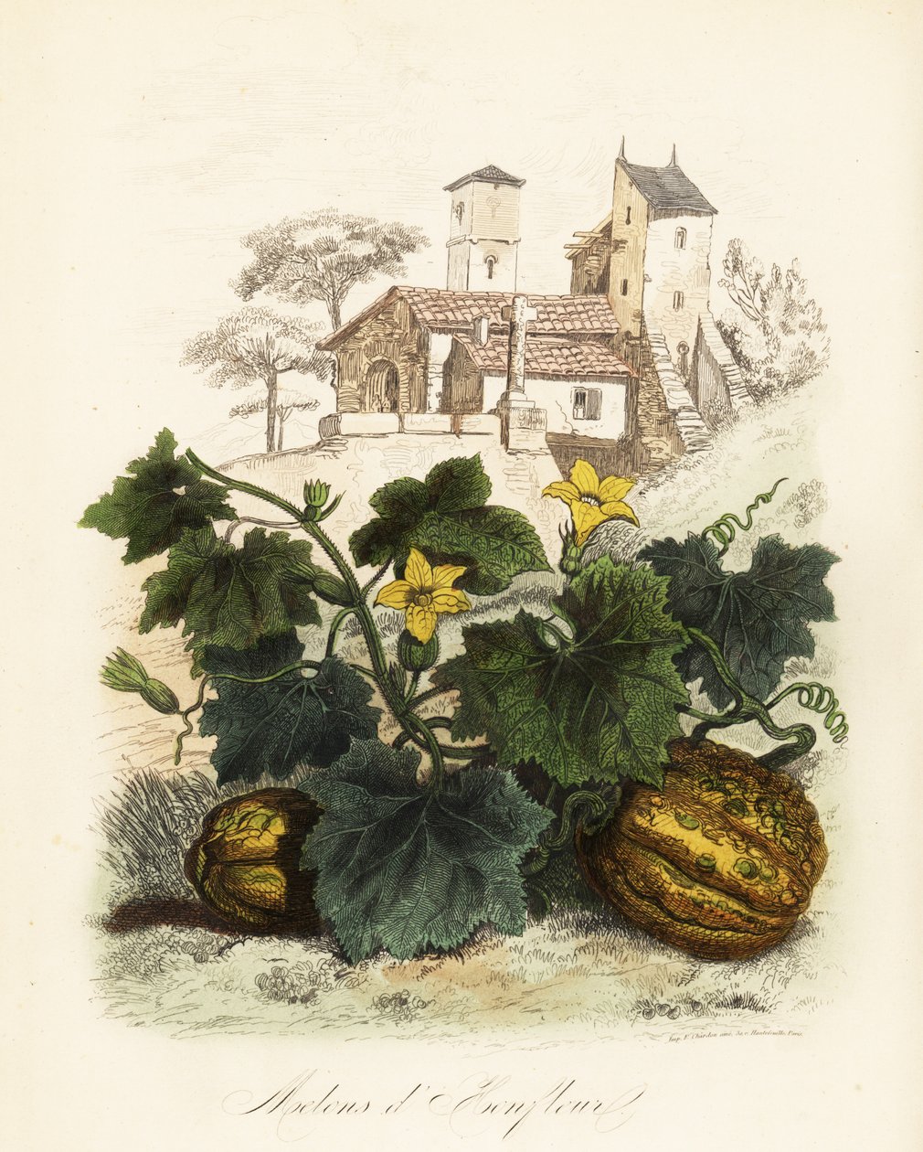 Honfleur-Melone, Cucumis melo von French School