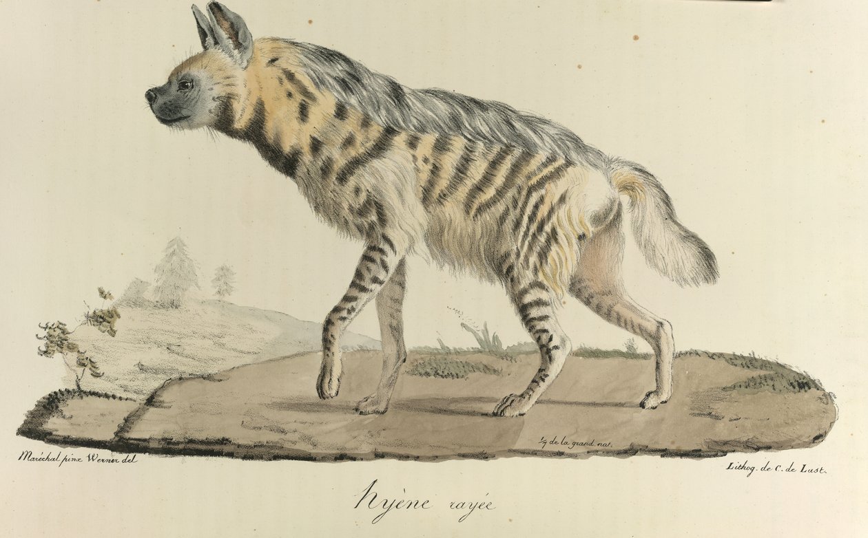 Hyäne, eine gestreifte Hyäne, aus Histoire Naturelle des Mammifères von French School