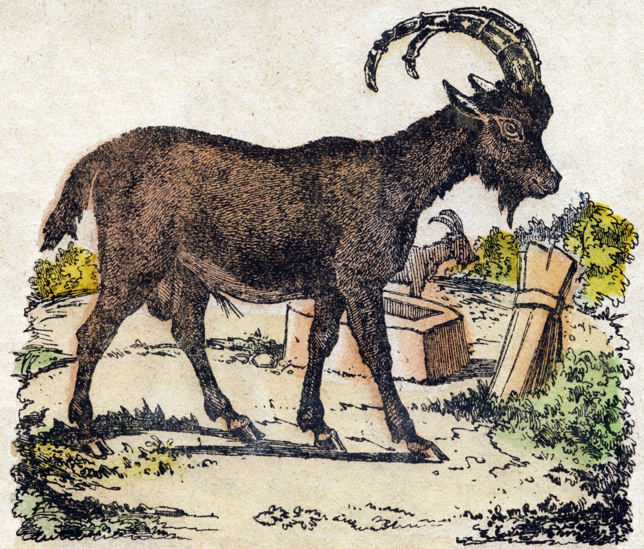 Steinbock. Gravur in „Alphabet der wilden Tiere“. 9. Serie. Bildsprache von Epinal, Pellerin, Drucker-Verleger, um 1870. Holzschnitte, schabloniert. 16 Seiten. Private Sammlung von French School