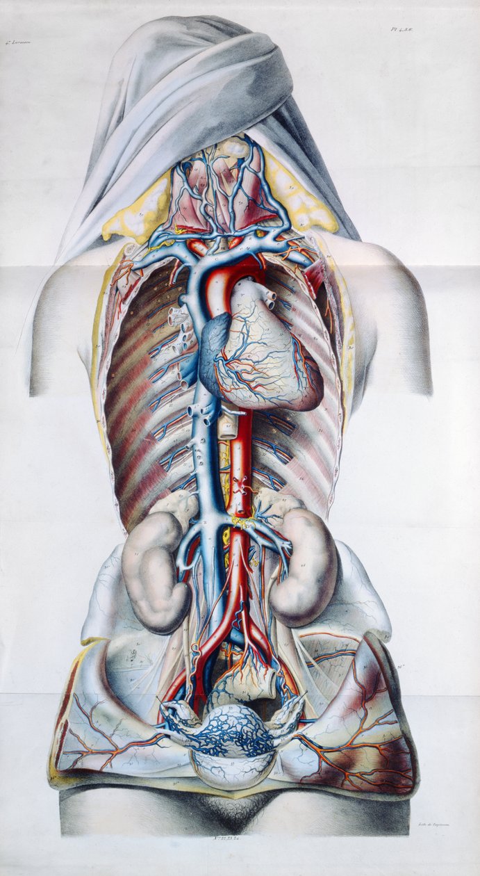 Innere Organe einer Frau, Tafel aus Recherches Anatomiques, Physiologiques, et Pathologiques sur le System Veineux von Gilbert Breschet (1784-1845) graviert von Engelmann, Paris, 1829 von French School