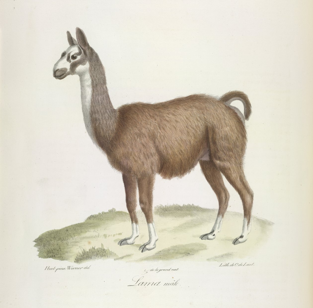 Lama, Männchen, aus Histoire Naturelle des Mammifères von French School