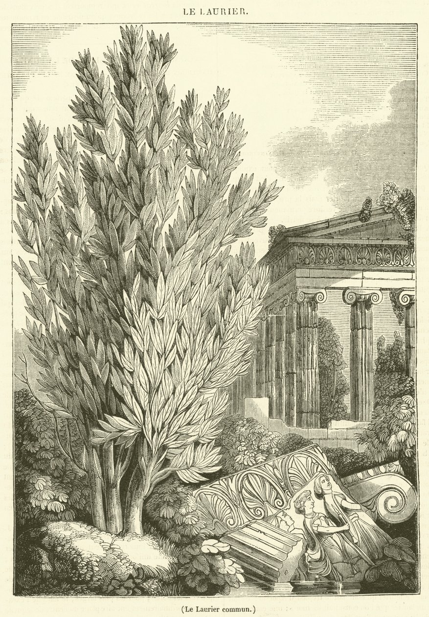 Der Gemeine Lorbeer (Gravur) von French School