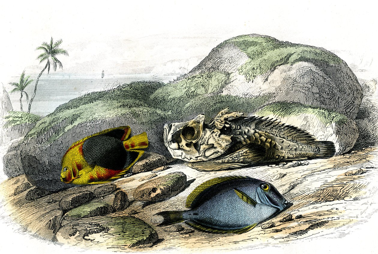 Le tricolore (Holocanthus tricolor), der Schreckliche und der Chirurg (Acanthurus Surgery) - Tafel aus Histoire Naturelle von Bernard Germain de Lacepede, Ausgabe P.Furme, Paris von French School