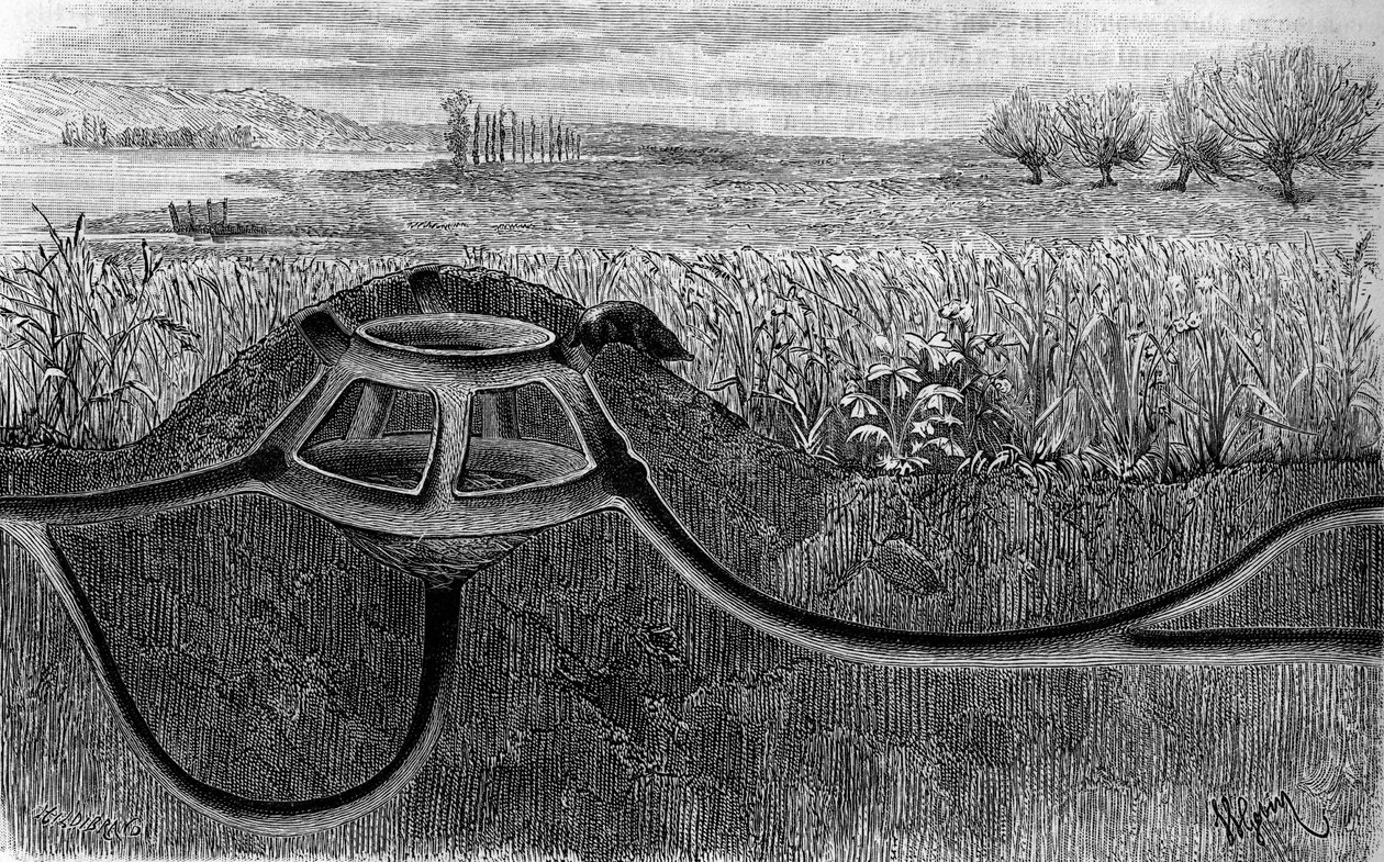 Das Zuhause des Maulwurfs. Gravur in „Le Journal de la jeunesse“ von French School
