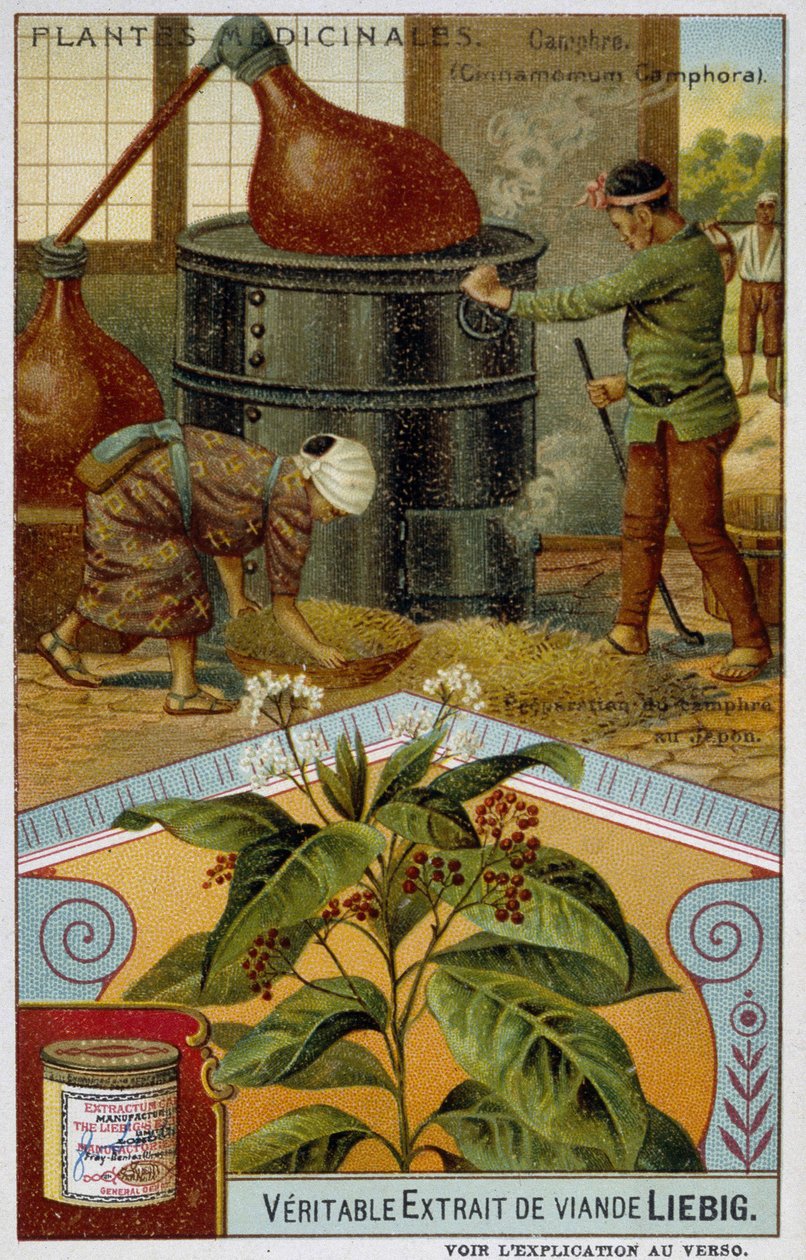 Heilpflanzen: Kampfer; Herstellung von Kampfer in Japan - Chromo Liébig, ca. 1900 von French School