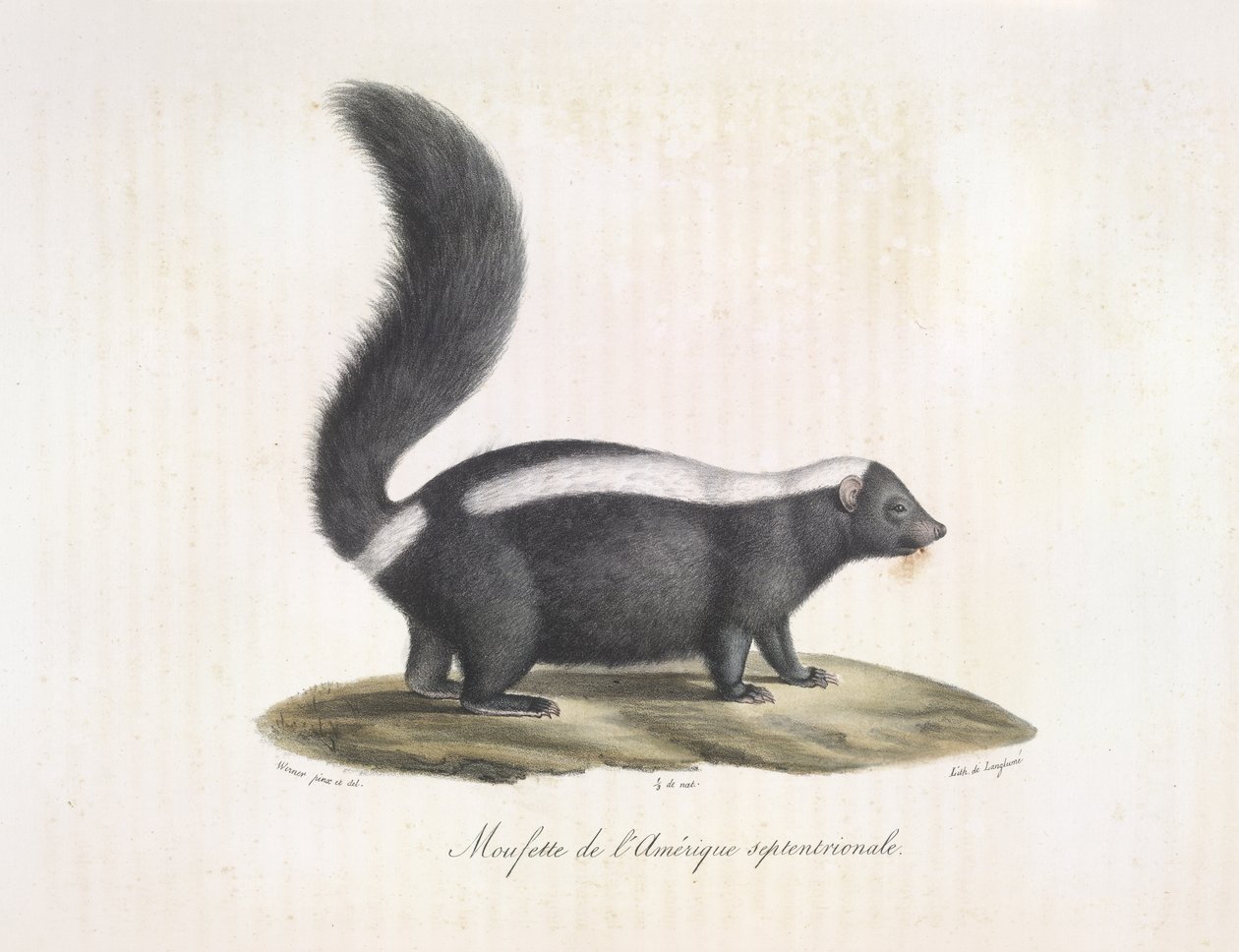 Stinktier, aus Histoire Naturelle des Mammifères von French School