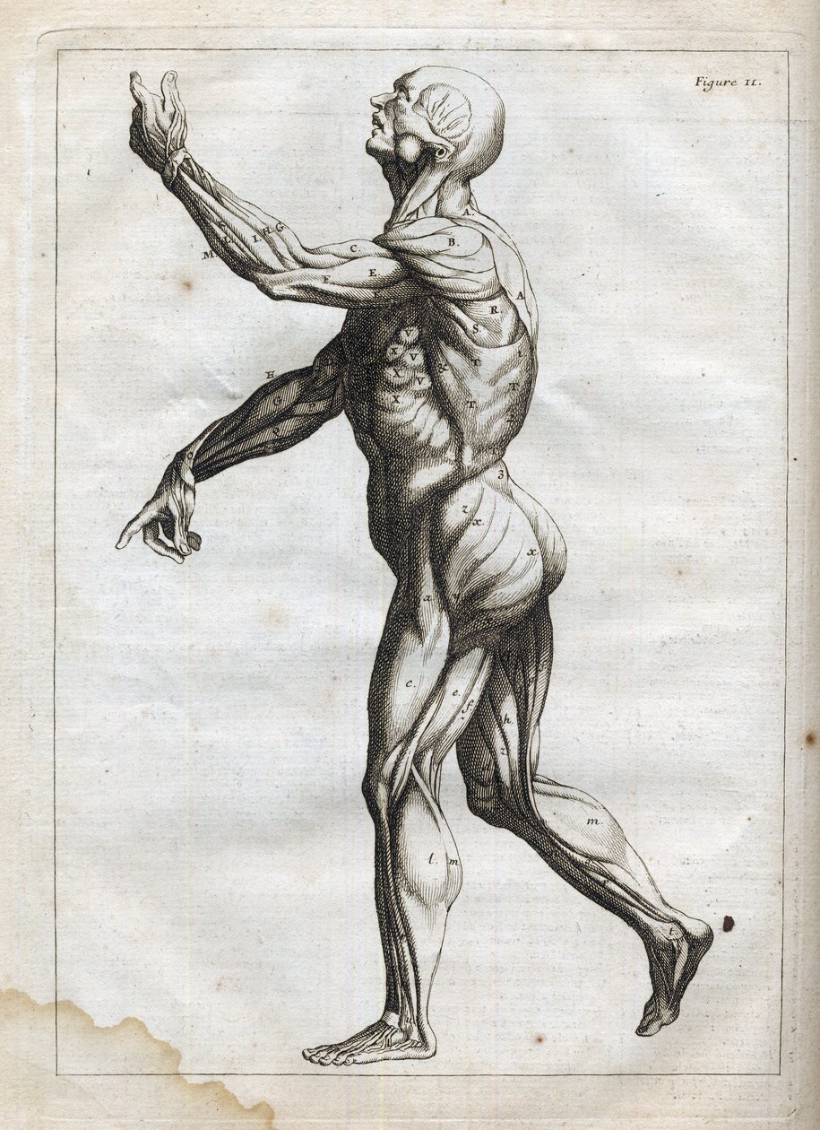 Menschliche Muskeln - Gravur in "Abstrakte Anatomie, angepasst an die Künste der Malerei und Bildhauerei" - "Abrege d
