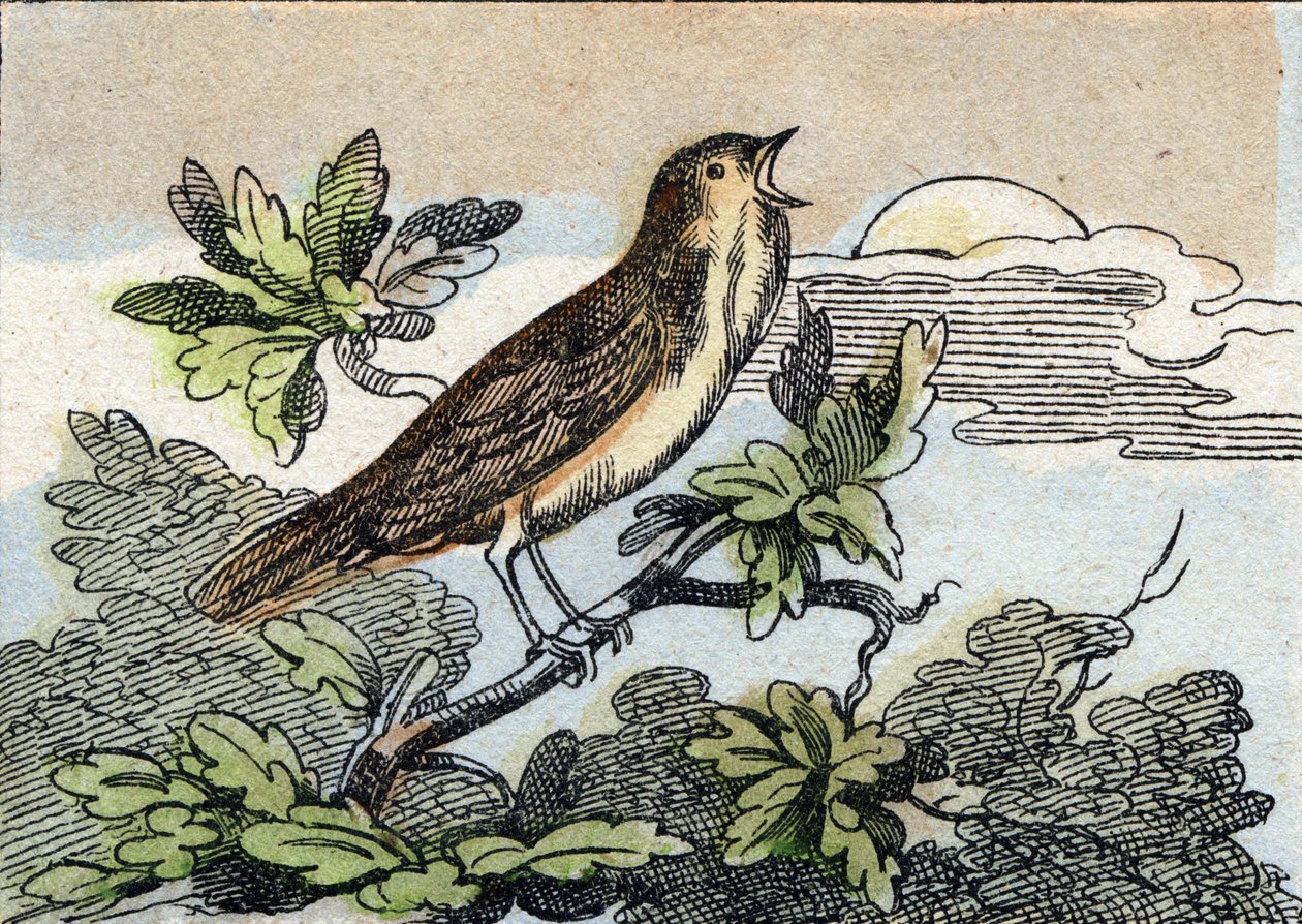Nachtigall. Gravur in "Buffon Alphabet des Oiseaux n 1" von French School