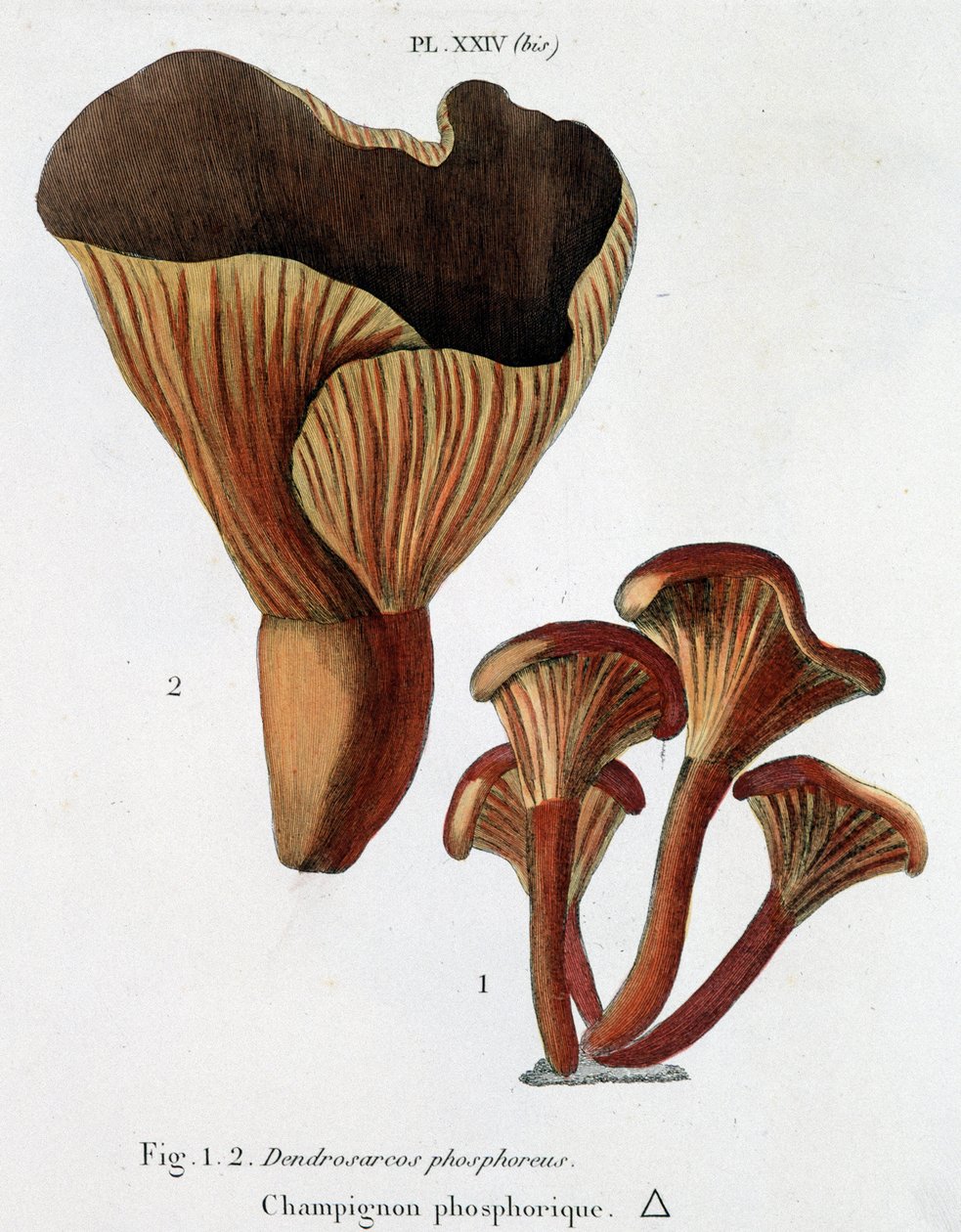 Phosphorischer Pilz in Jean Jacques Paulet „Traité des champignons“, Ende des 18. Jahrhunderts von French School