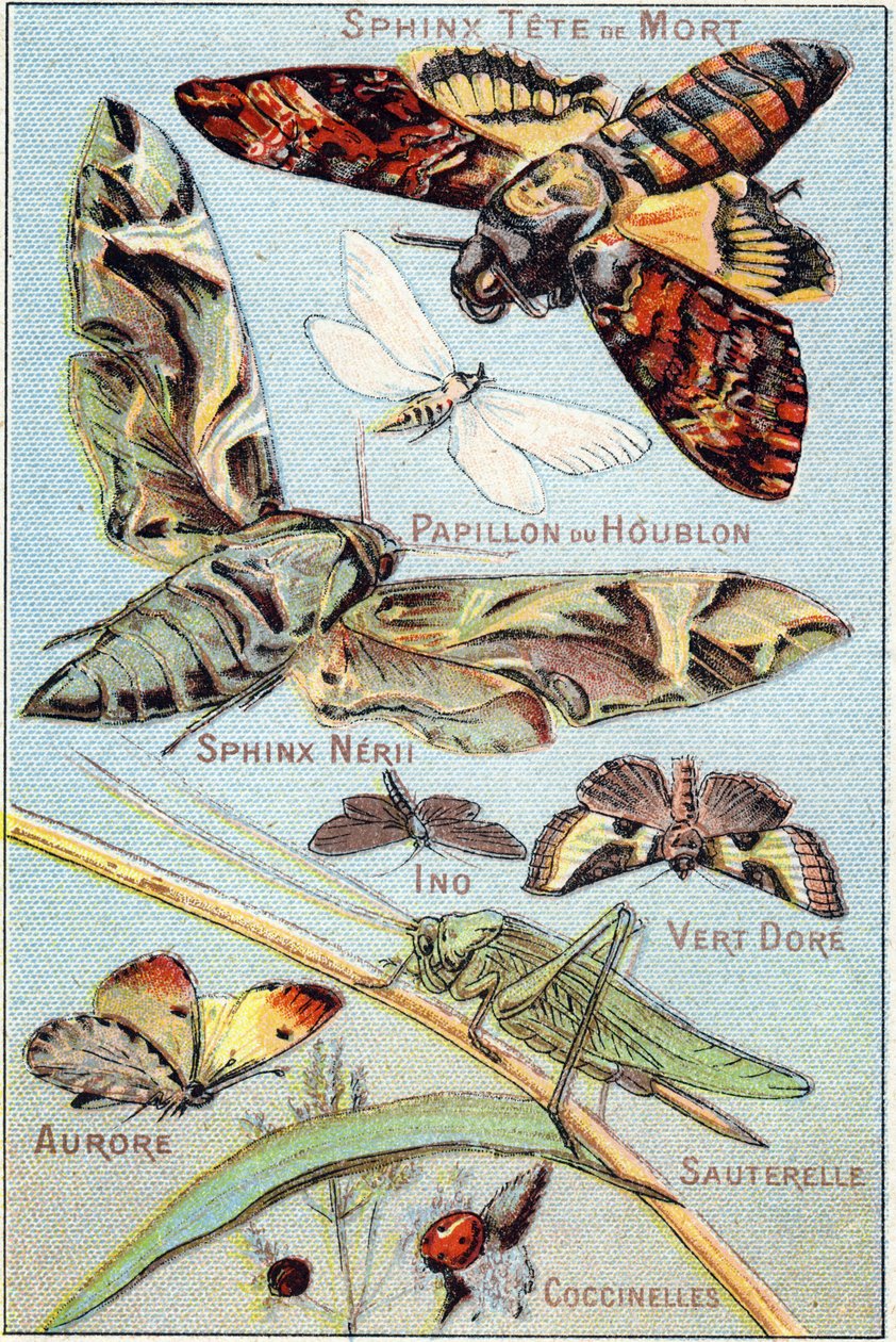 Tafel 1: Totenkopf-Sphinx, Hopfenfalter, Sphinx Neri, Ino, Goldgrün, Aurora, Heuschrecke, Marienkäfer. Gravur in "Syllabary alphabet of butterflies and insects". Serie A. Pellerin et Cie, Drucker-Verleger, Epinal, Ende des 19. Jahrhunderts. Chromolithograp von French School