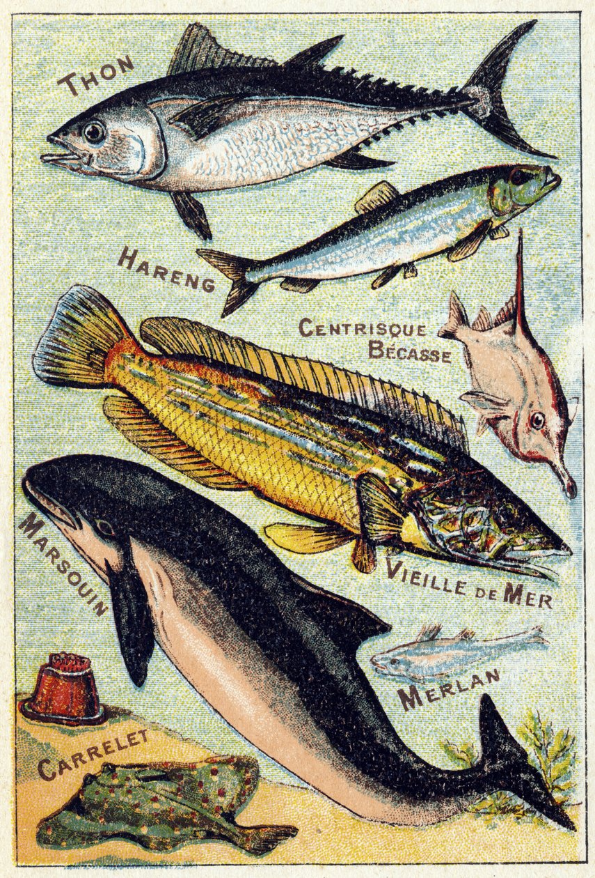 Tafel 3: Thunfisch, Hering, Centric-Schnabel, Alter See, Schweinswal, Wittling, Ziegel. Gravur in "Syllabary alphabet of sea and freshwater fish" von French School