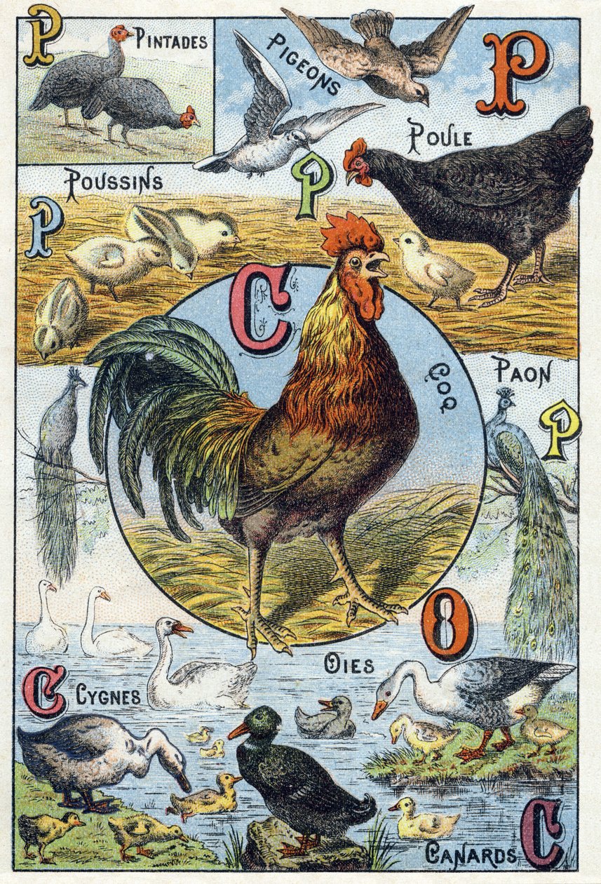 Tafel 3: Perlhühner, Tauben, Küken, Henne, Hahn, Pfau, Schwäne, Gänse, Enten. Gravur in "Syllabary alphabet of domestic animals and farmyard". Serie A. Pellerin et Cie, Drucker-Verleger, Epinal, Ende des 19. Jahrhunderts. Chromolithographien. Dim: 19,5 x 1 von French School