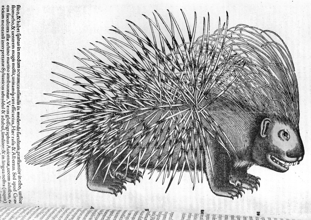 Stachelschwein, aus 
