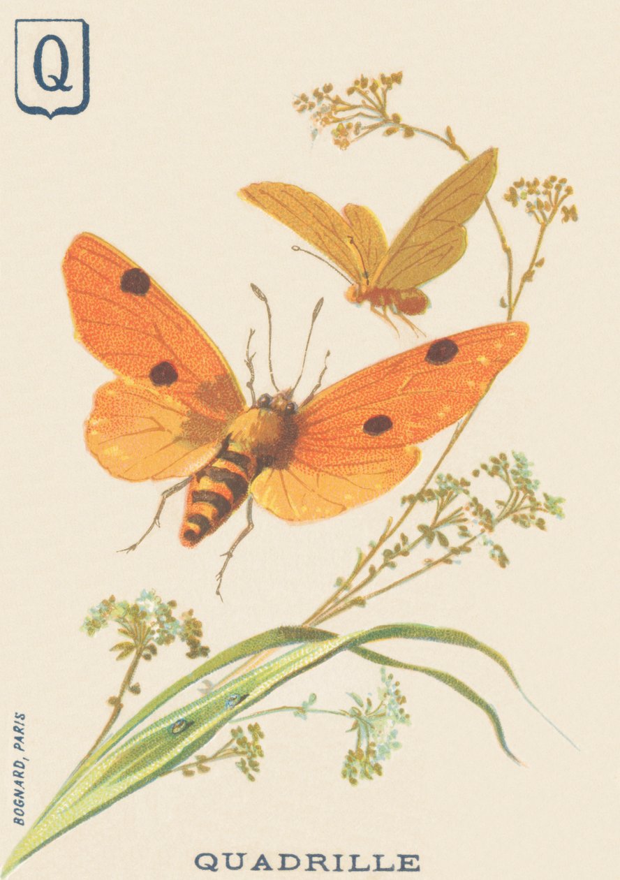 Q: Quadrille (Lithosia quadra oder Lithosie quadrille) von French School