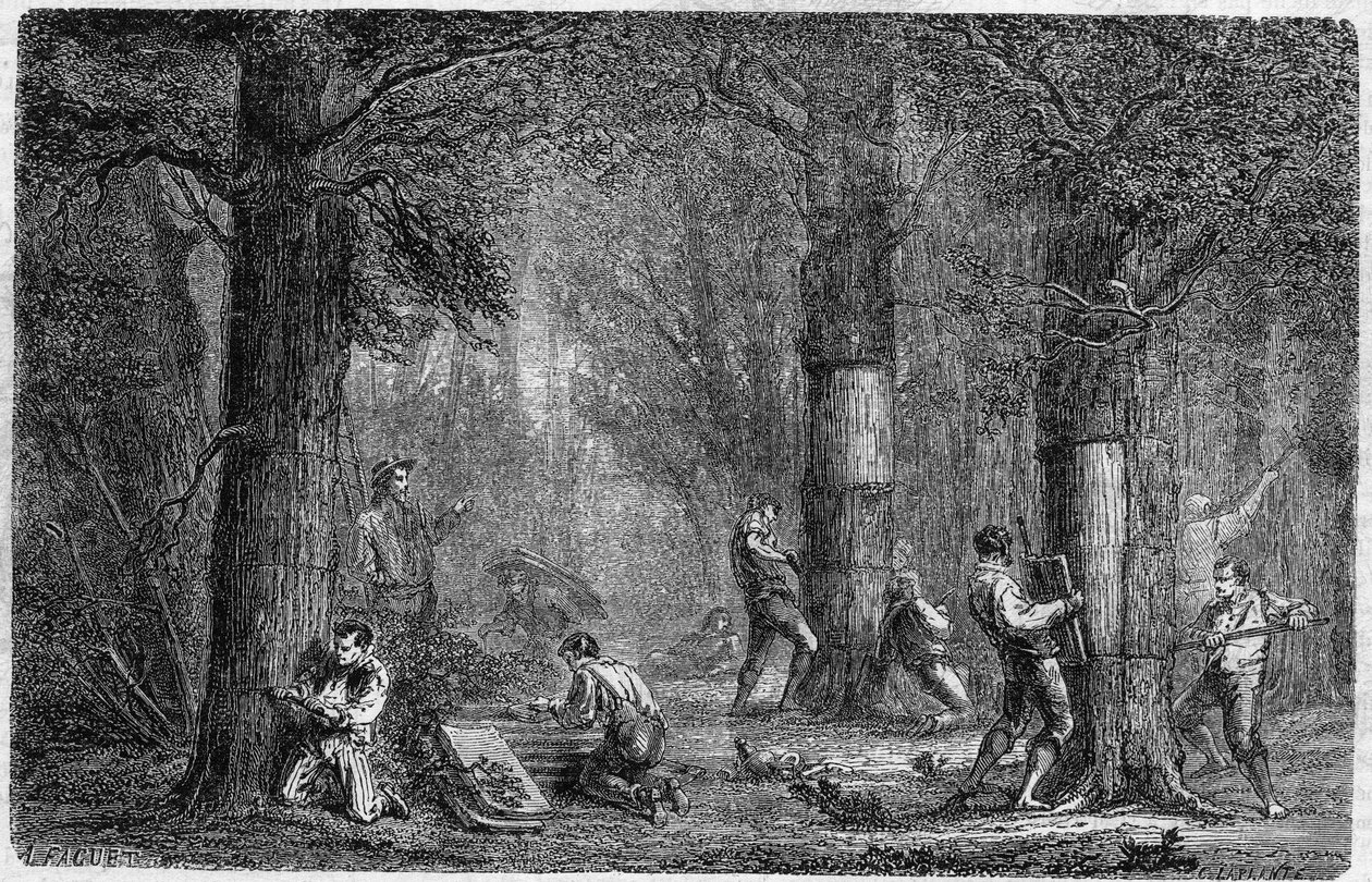 Ernte der Rinde der Korkeiche. Gravur in "Histoire des plantes" von Louis Figuier, veröffentlicht in "Le Monde Illustré" Nr. 399 vom 3. Dezember 1864 von French School