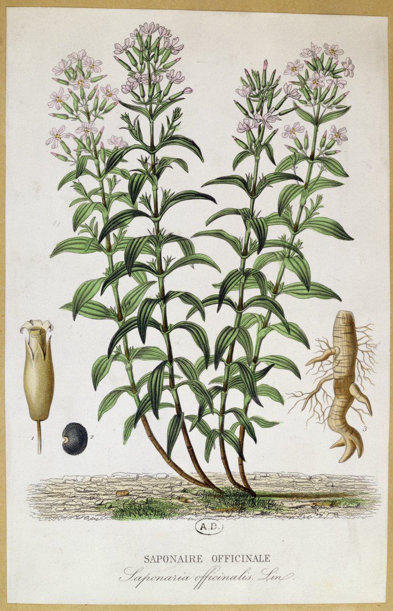 Saponaria officinalis, 19. Jahrhundert (Farbstich) von French School