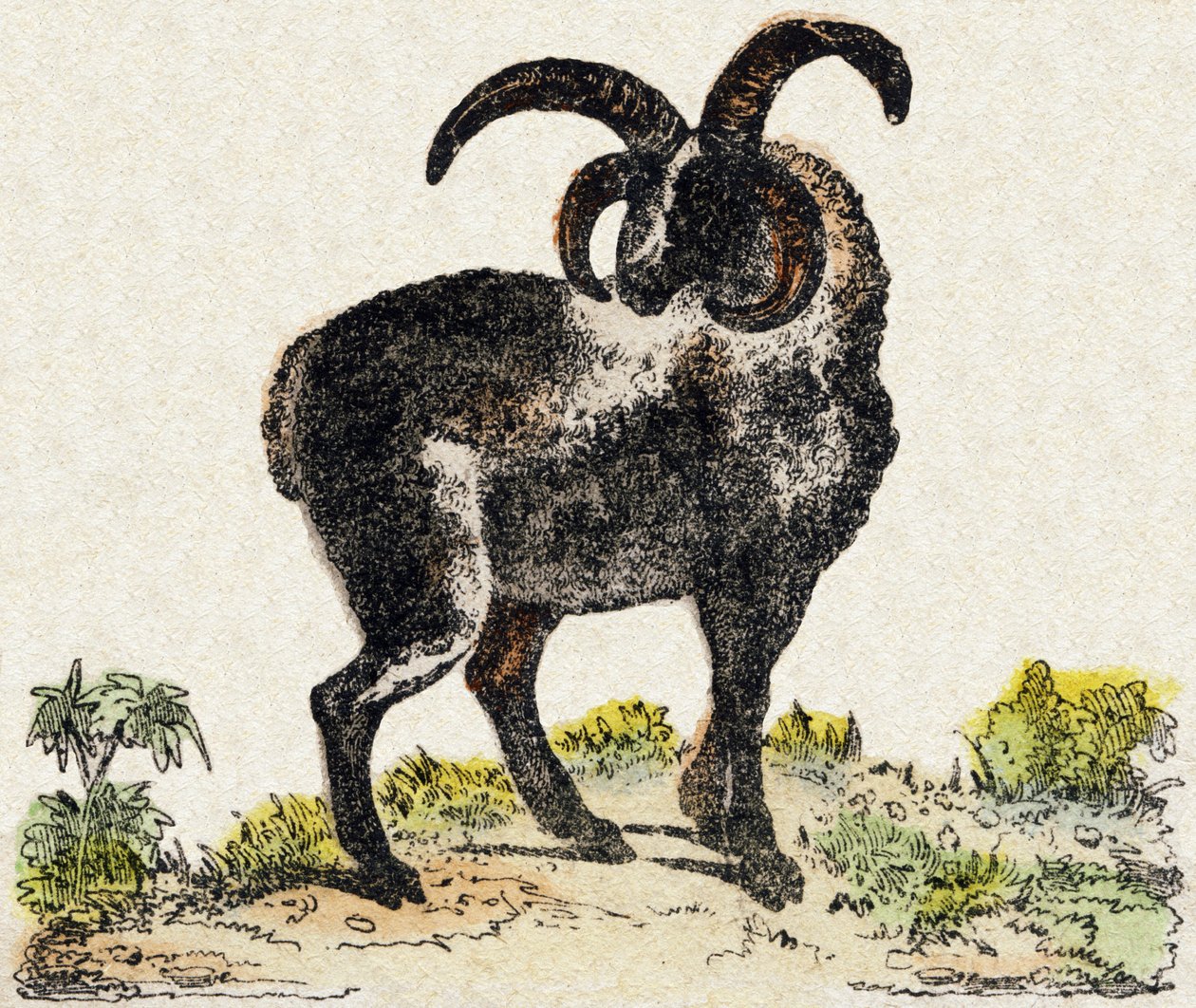 Schaf. Gravur in "Alphabet des animaux sauvages". 9. Serie. Bilder von Epinal, Pellerin, Drucker-Verleger, um 1870. Holzschnitte, schabloniert. 16 Seiten. Dim: 20 x 15 cm. Private Sammlung. von French School