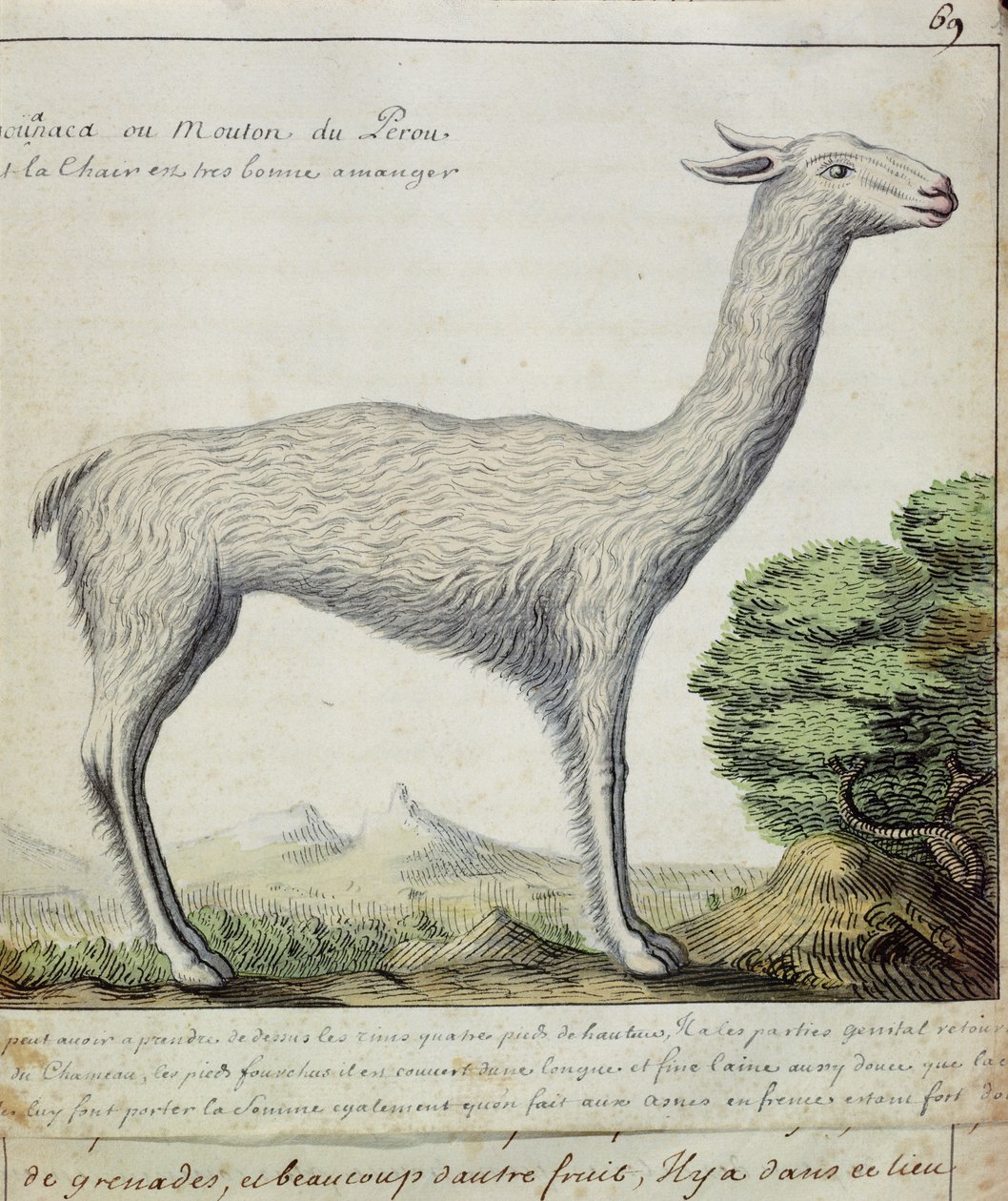 Schafe von Peru (Lama oder Alpaka) von French School