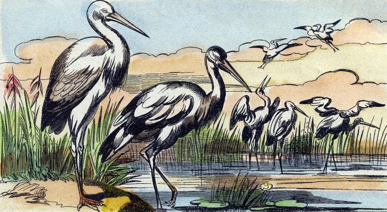 Storch. Gravur in "Buffon Alphabet des Oiseaux n 1" von French School