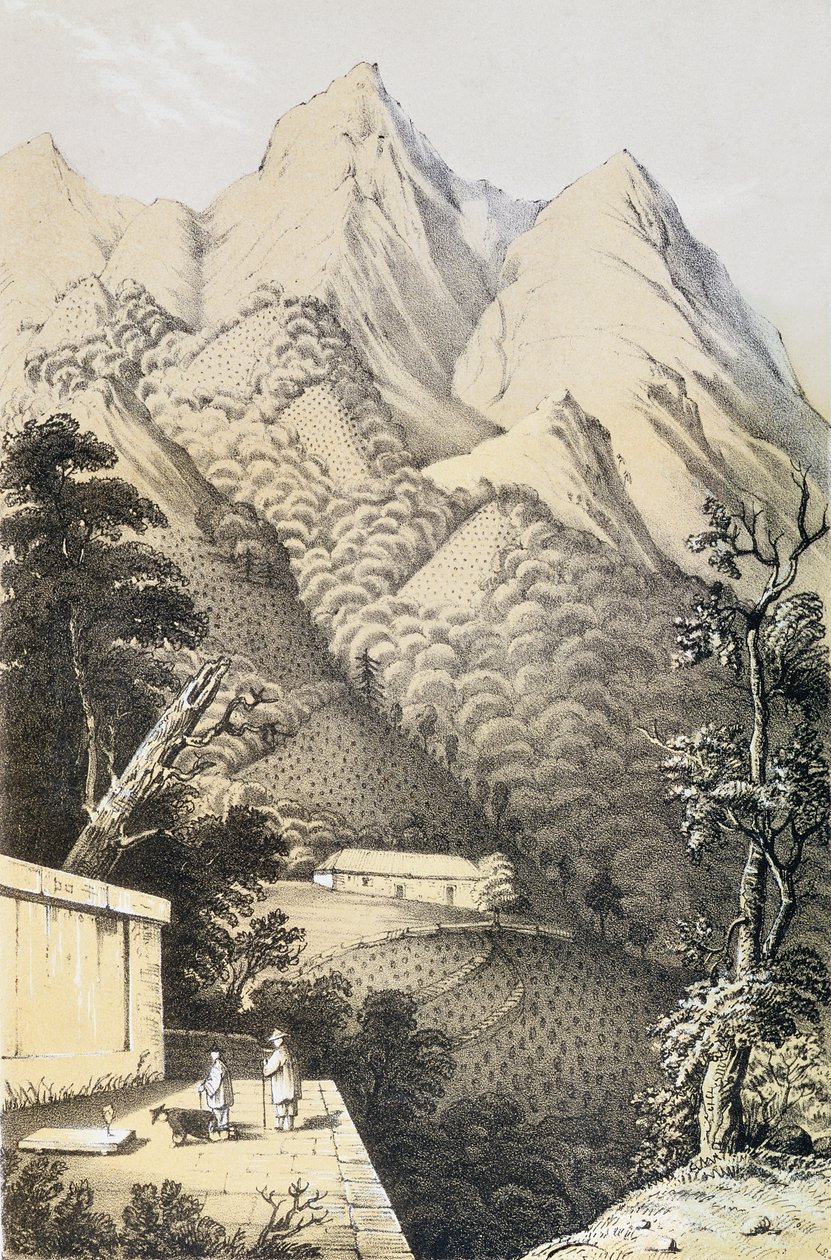 Teeplantagen im Grüntee-Distrikt von China, aus A Journey to the Tea Countries of China, erstmals veröffentlicht 1852, von Robert Fortune (1812-1880) von French School