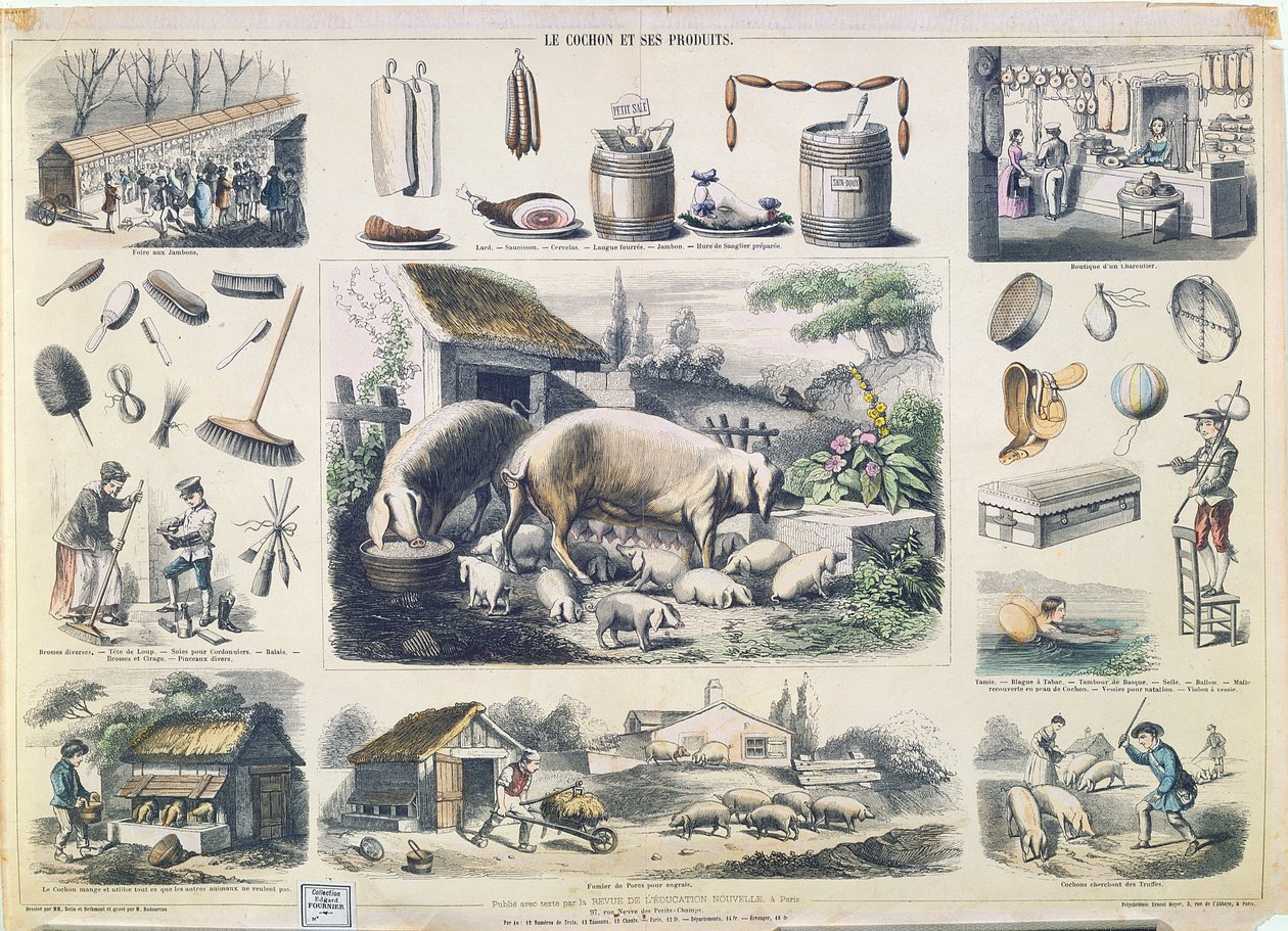 Das Schwein und seine Produkte von French School