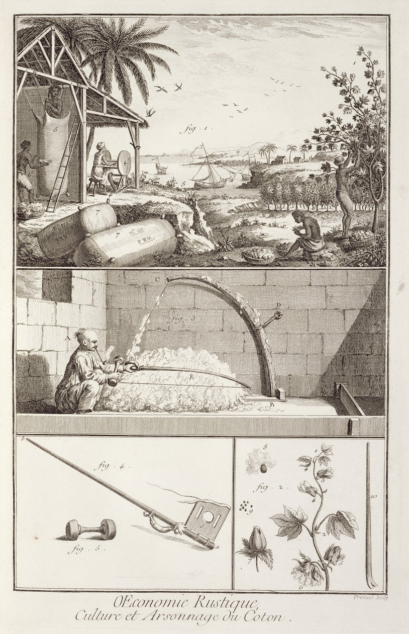 Der Anbau von Baumwolle, aus der Enzyklopädie von Denis Diderot (1713-84), graviert von A. Provost (fl.1834-55), um 1760 von French School
