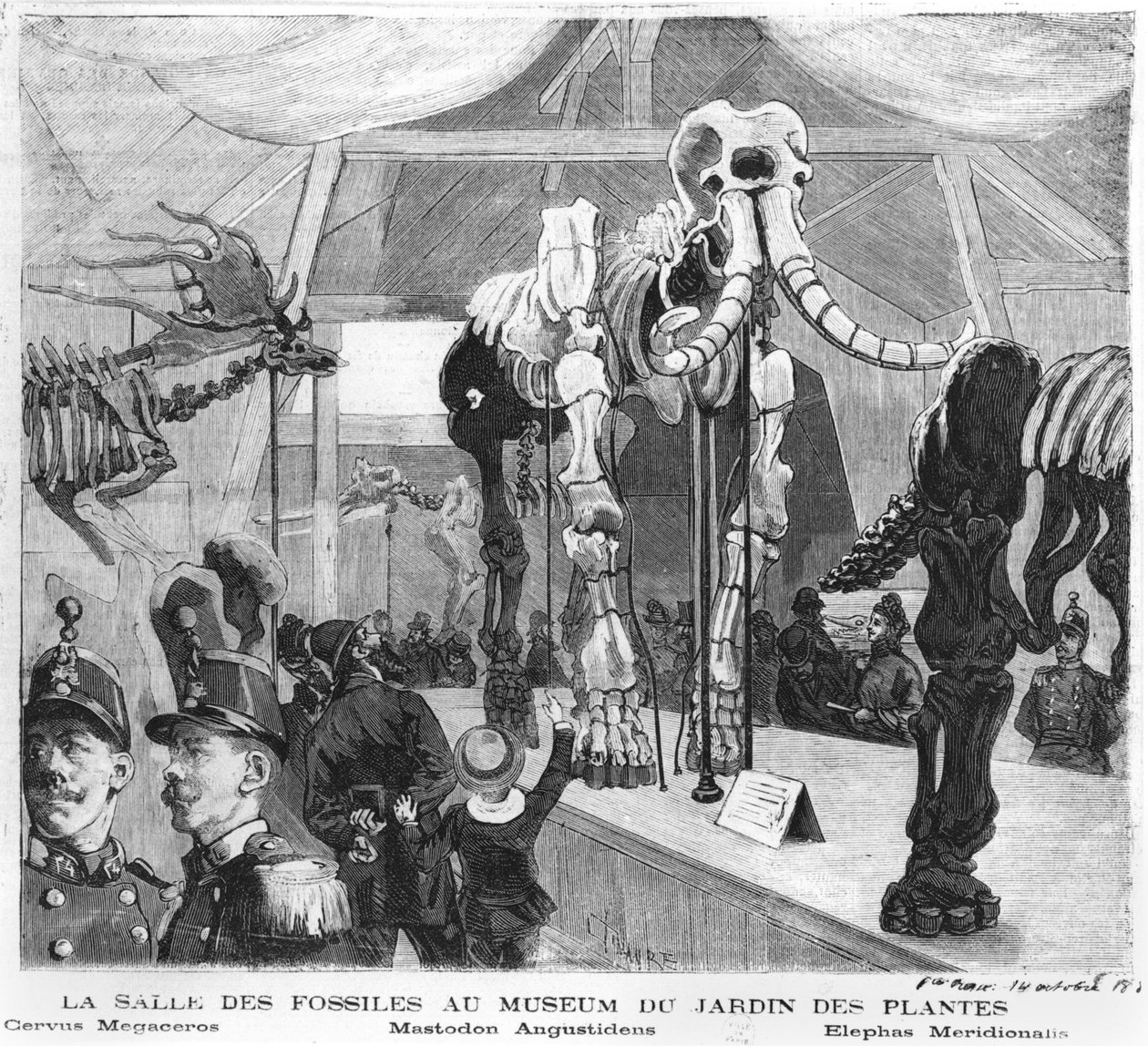 Der Fossilienraum im Naturkundemuseum in Paris, ca. 1880 von French School