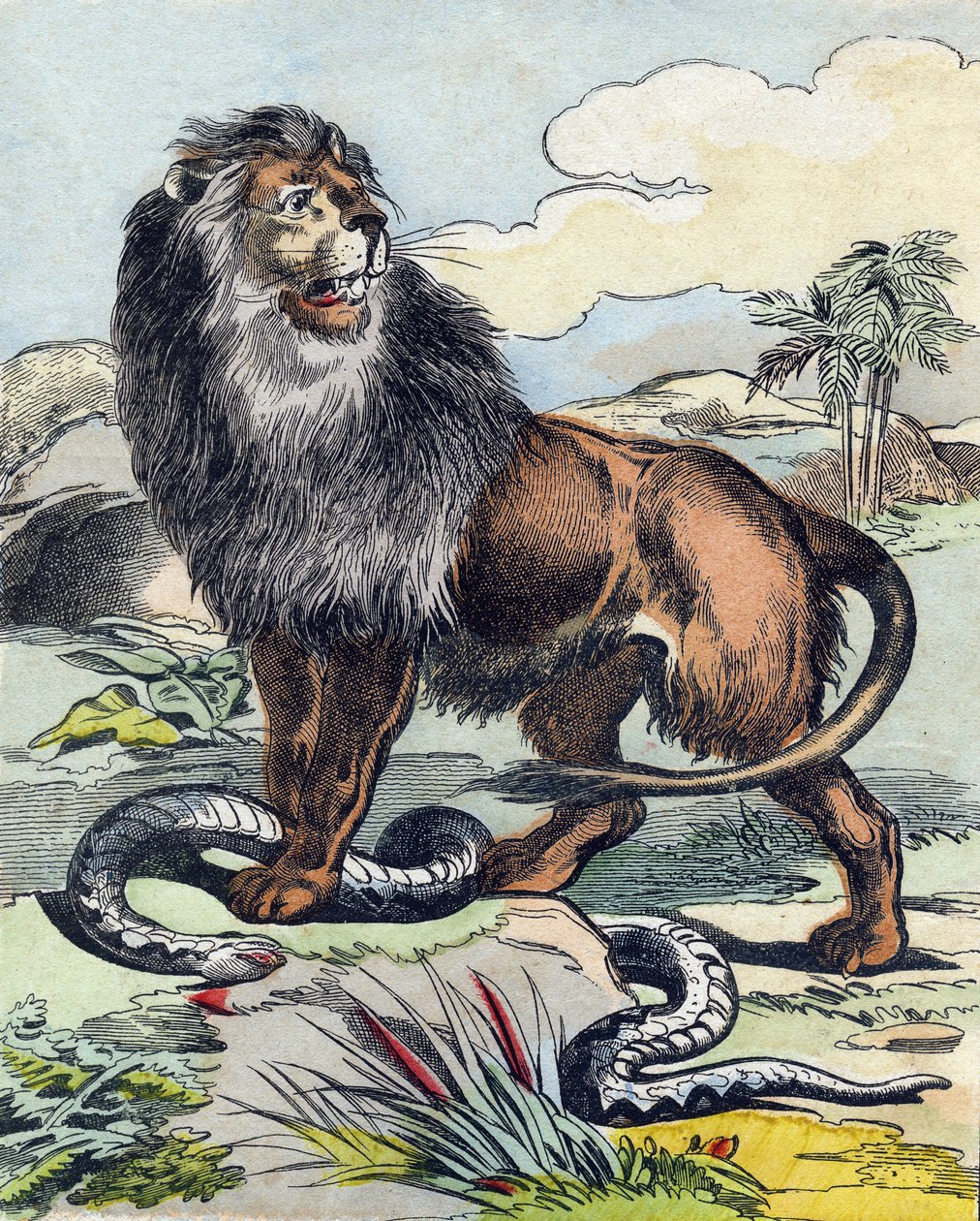 Der Löwe. Gravur in "Buffon Alphabet des Animaux" von French School