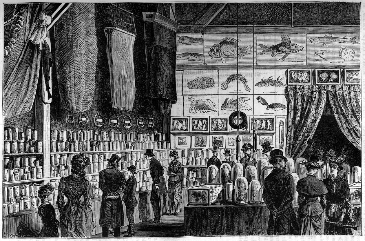 Die zoologische Ausstellung im Naturkundemuseum in Paris, Sammlungen, die während der wissenschaftlichen Expeditionen der Schiffe Worker und Talisman gesammelt wurden von French School