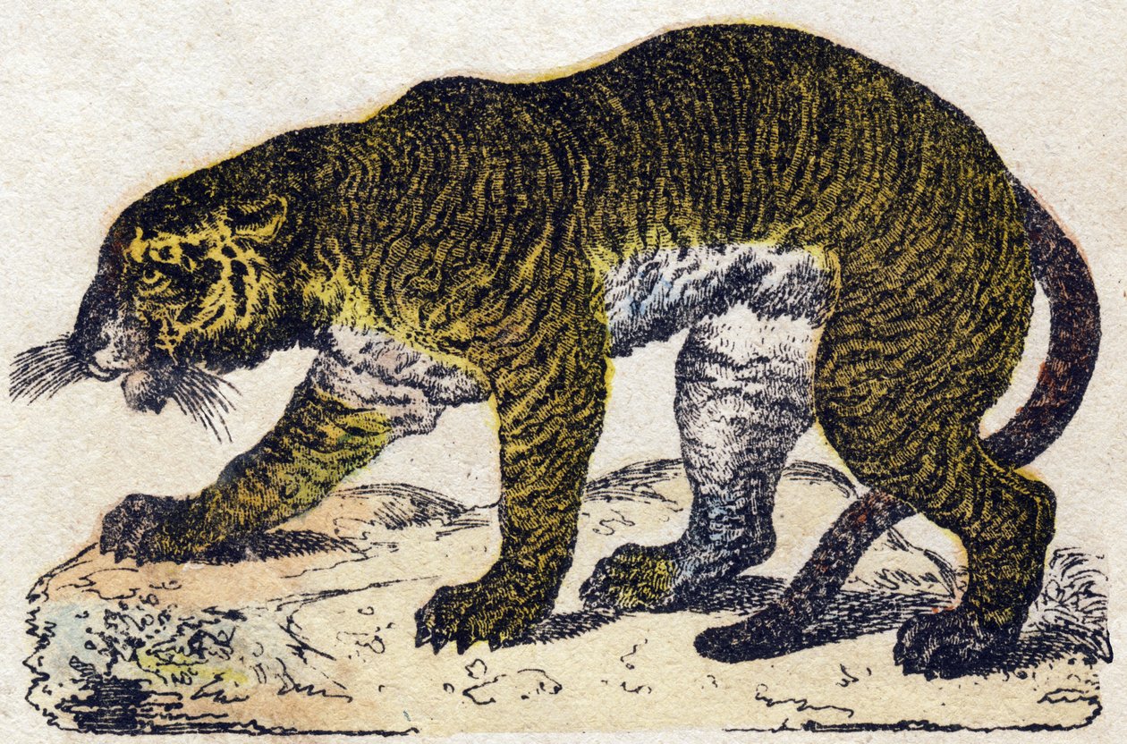 Tiger. Gravur in "Alphabet des animaux sauvages". 9. Serie. Bilder von Epinal, Pellerin, Drucker-Verleger, um 1870. Holzschnitte, schabloniert. 16 Seiten. Dim: 20 x 15 cm. Private Sammlung. von French School