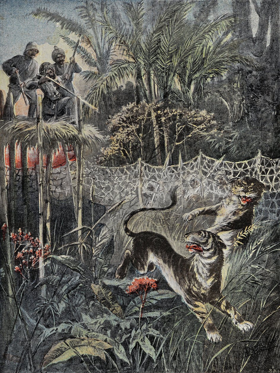Tigerjagd im Dschungel Indiens: Die Verteidiger sind hinter dem Netz und die Jäger sind sicher auf dem Belvedere. Gravur in „Le Pelerin“, am 05.02.1899. Selva Coll. von French School