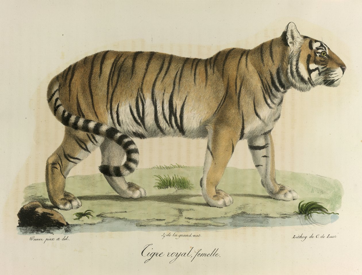 Königlicher Tiger, Weibchen, aus Histoire Naturelle des Mammifères von French School