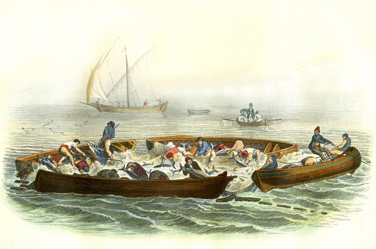 Thunfischfang oder Magrague - Tafel aus Histoire Naturelle von Bernard Germain de Lacepede (1856-1925), Ausgabe P.Furme, Paris von French School
