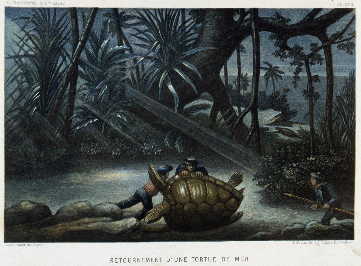Schildkröte einer Meeresschildkröte - in „Le monde de la mer“ von Alfred Fredol, Hachette, Paris von French School