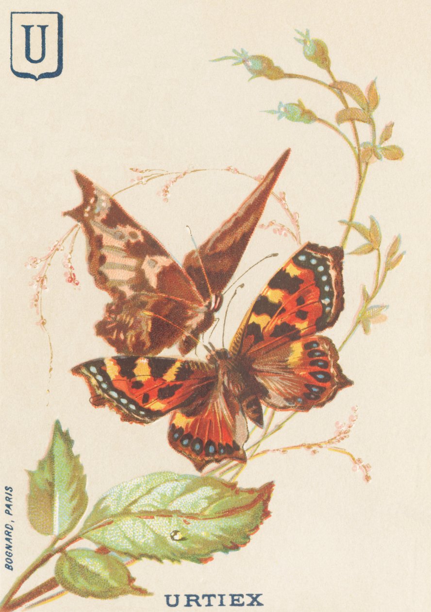 U: Urtiex (Aglais urticae oder Kleiner Fuchs) von French School