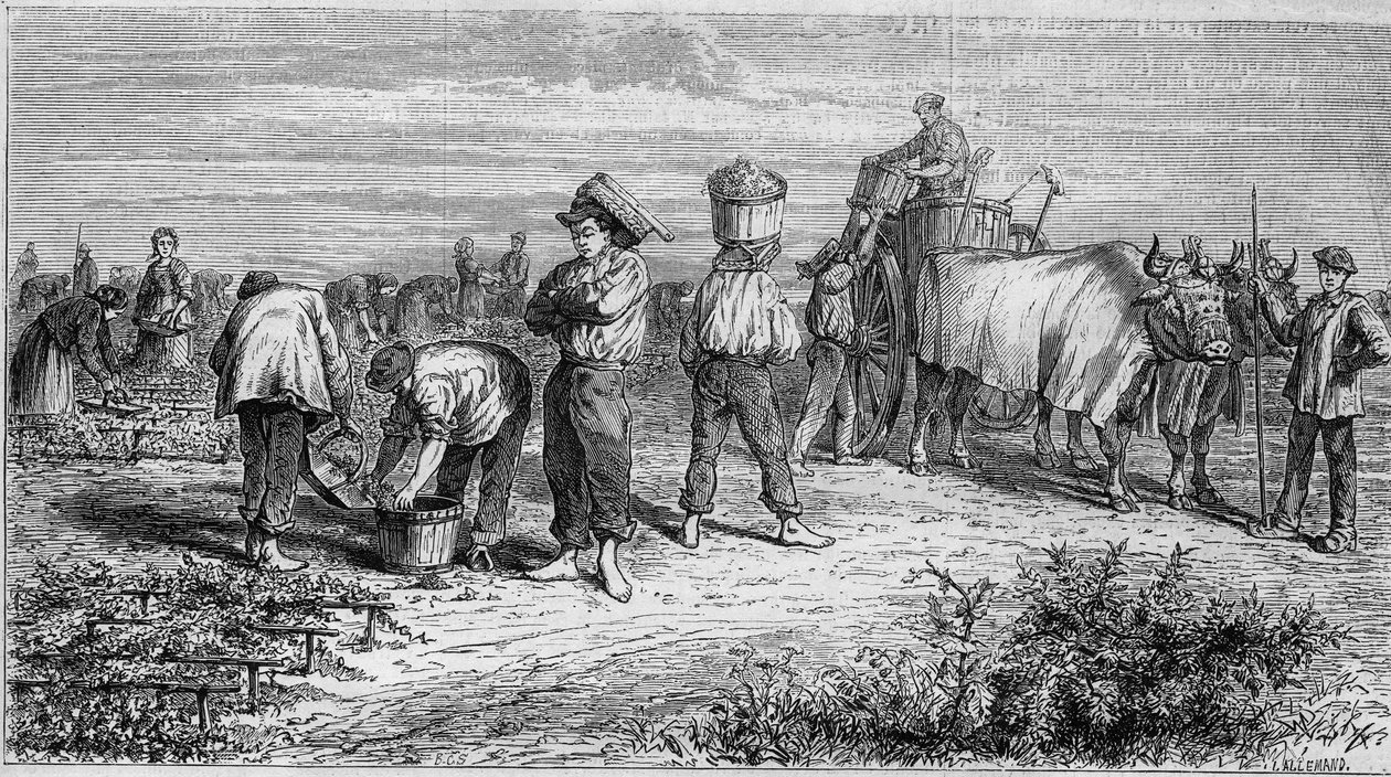 Weinbau im Médoc: Traubenlese während der Ernte. Gravur in „Le Monde Illustré“ Nr. 561 vom 11. Januar 1868. von French School