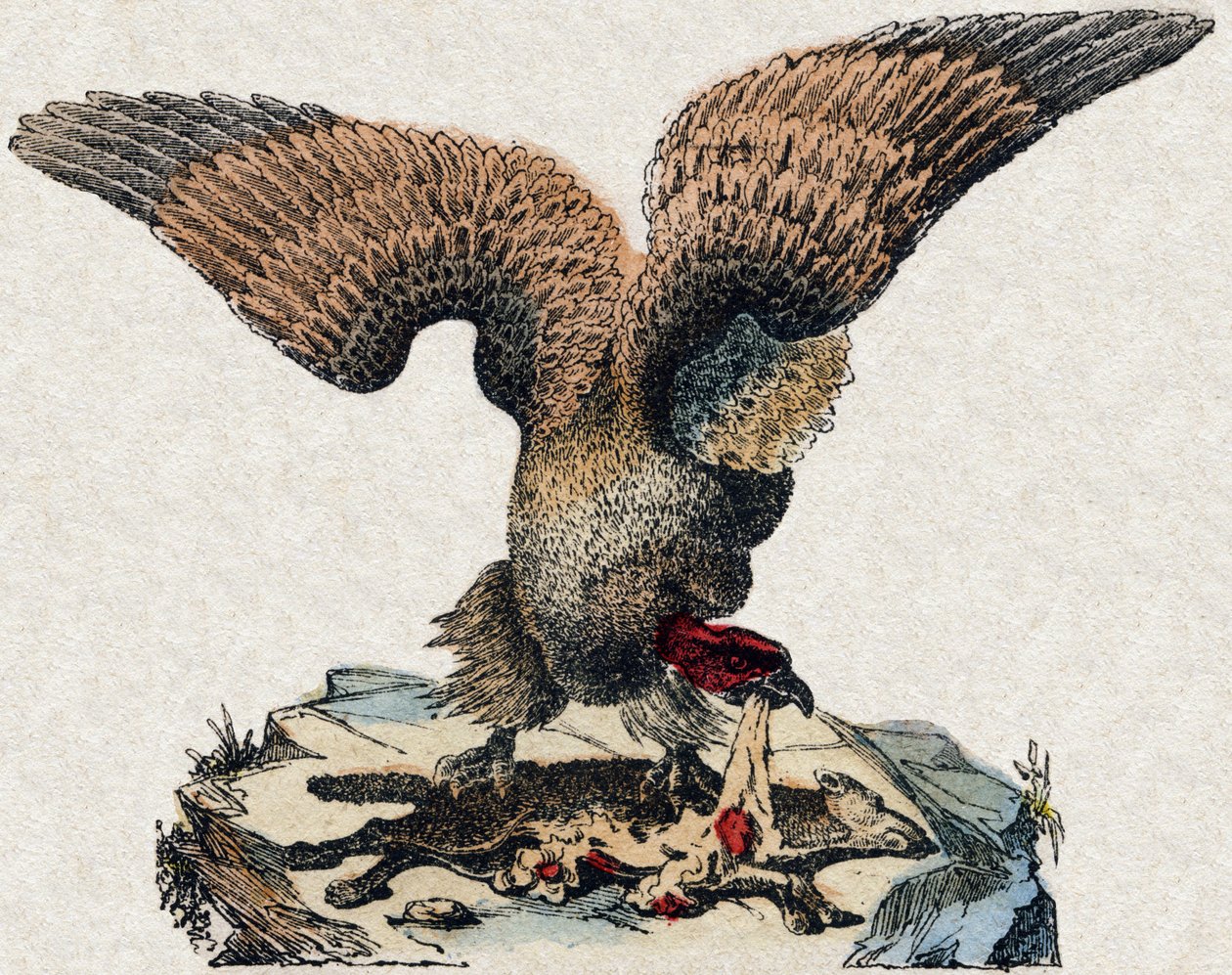 Geier. Gravur in "Alphabet des animaux sauvages". 9. Serie. Bildersammlung von Epinal, Pellerin, Drucker-Verleger, um 1870. Holzschnitte, schabloniert. 16 Seiten. Dim: 20 x 15 cm. Private Sammlung von French School