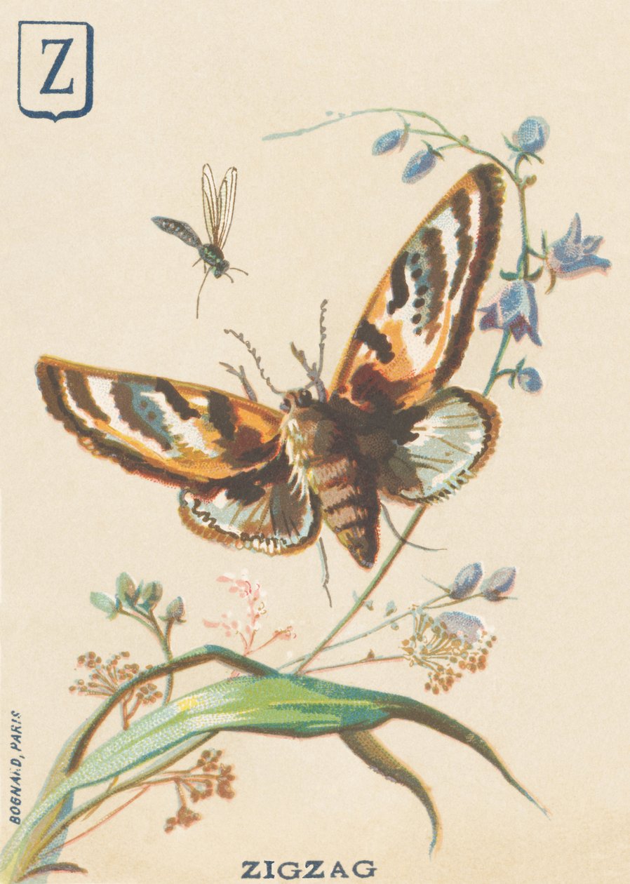 Zickzack (Lymantria dispar oder Schwammspinner) von French School