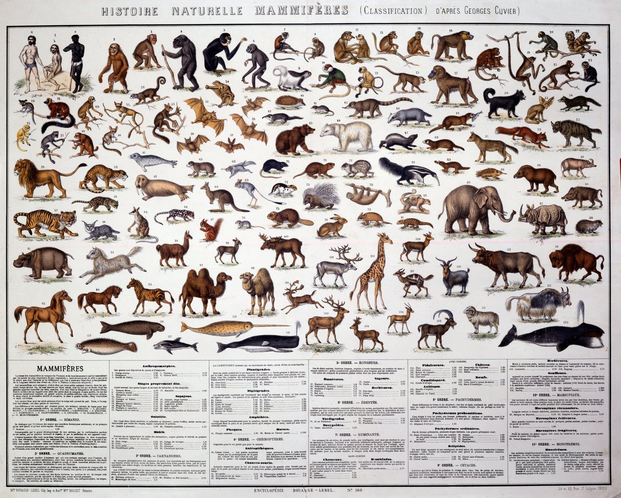 Zoologie: Klassifikation der Säugetiere nach dem französischen Biologen Georges Cuvier (1769-1832). Tafel der Naturgeschichte von French School