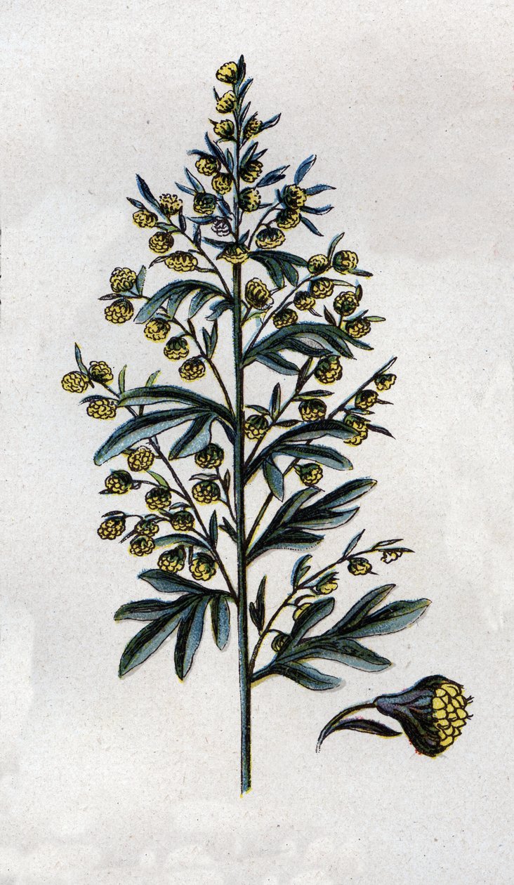 Illustration in Mon docteur - traité de médecine et d