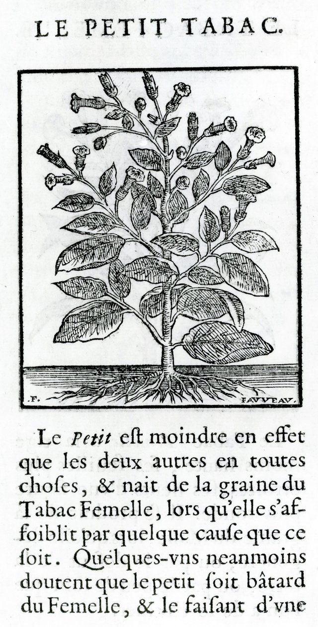 Le Perit Tabac, Illustration aus Discours du Tabac von Jean Le Royer de Prade, 1671 von French School