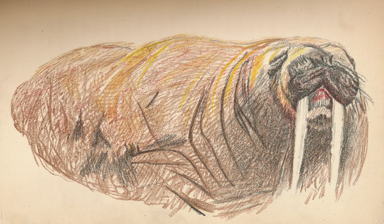 Schläfrig und mürrisch, 12. September 1893. Pastellskizze, 1893, 1897 von Fridtjof Nansen