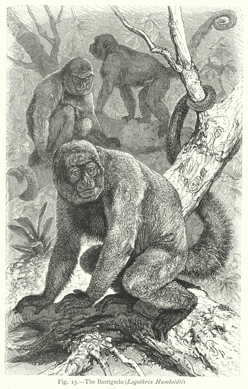 Der Barrigudo (Lagothrix Humboldti) (Gravur) von Friedrich Specht