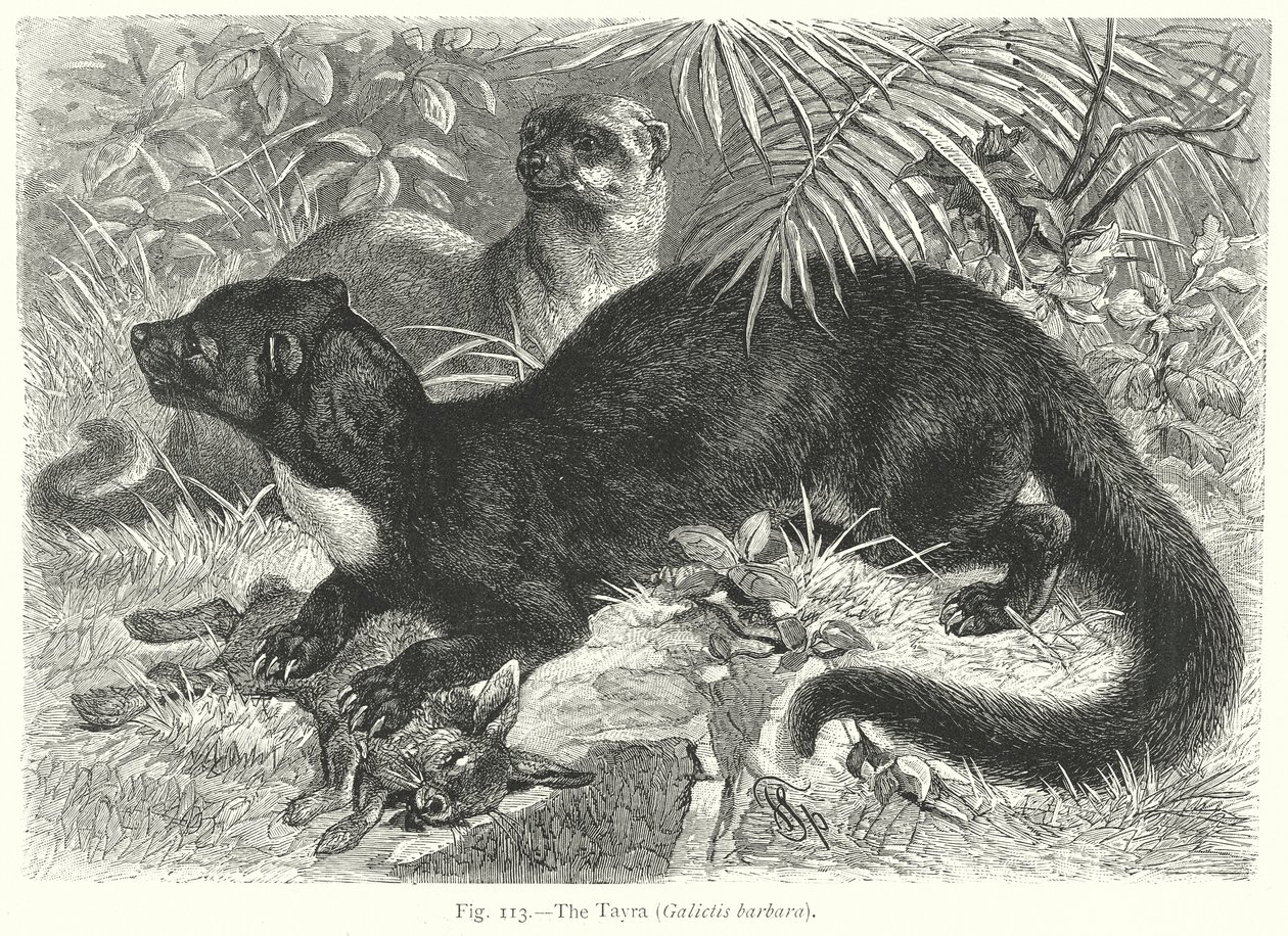 Der Tayra (Galictis Barbara) (Gravur) von Friedrich Specht