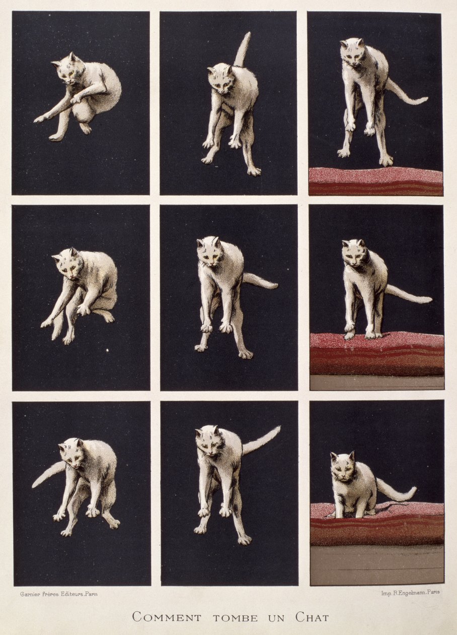 Wie eine Katze fällt, aus Les Dernieres Merveilles de la Science von Daniel Bellet von G. Lasellaz